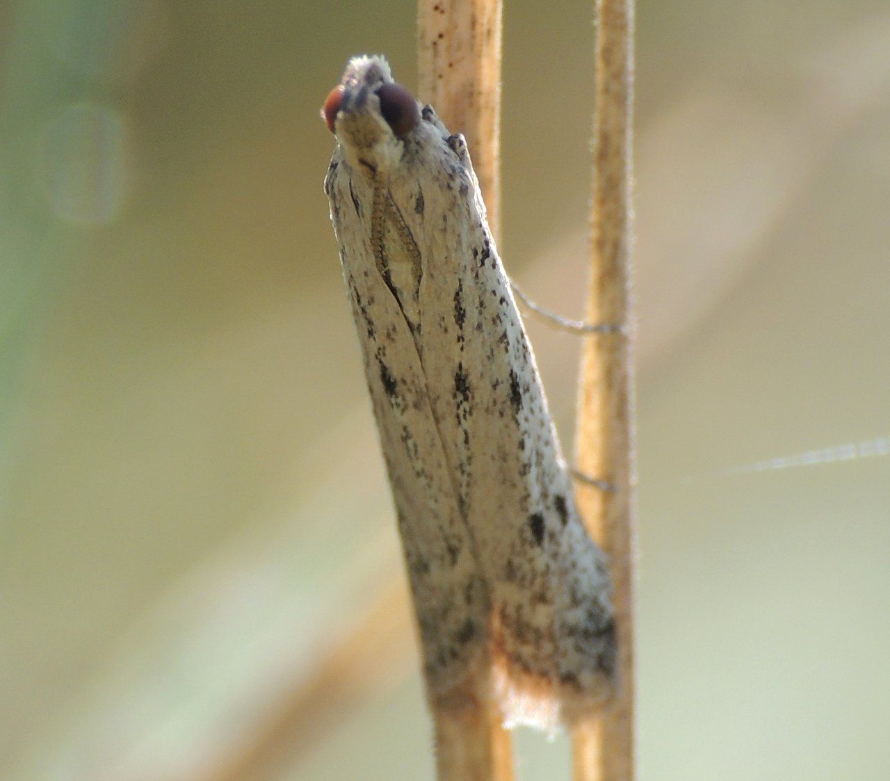 Identificazione Falene