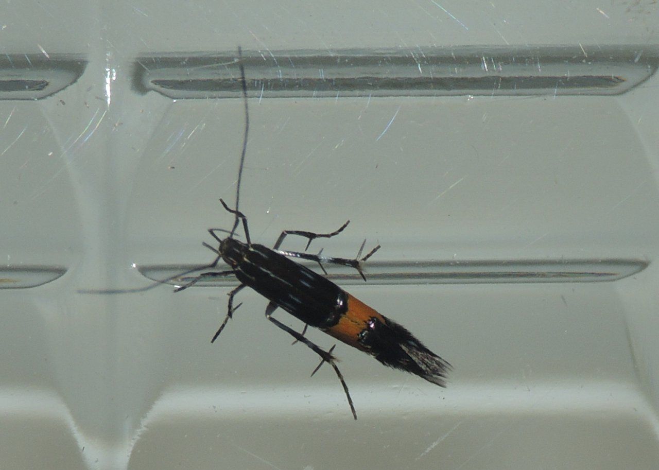 Conferma ID - Cosmopterix pulcherimella