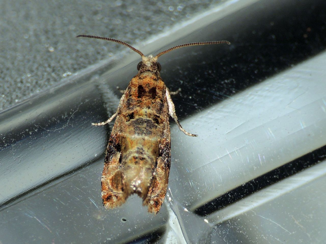 Richiesta ID falena
