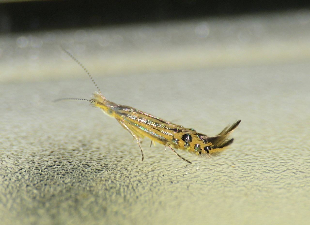 Coleophoridae - Goniodoma auroguttella