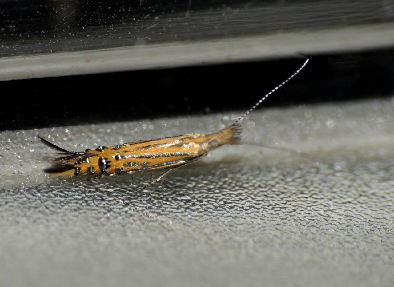 Coleophoridae - Goniodoma auroguttella
