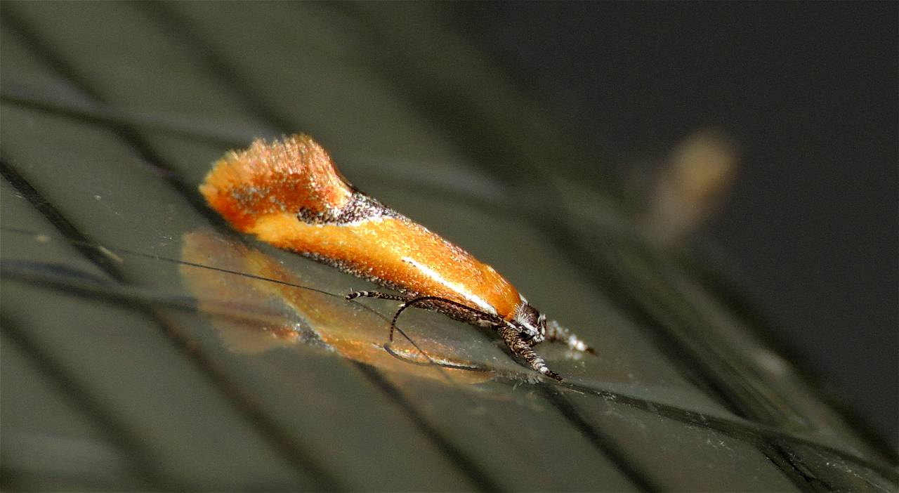 Oecophoridae - Batia lamdella