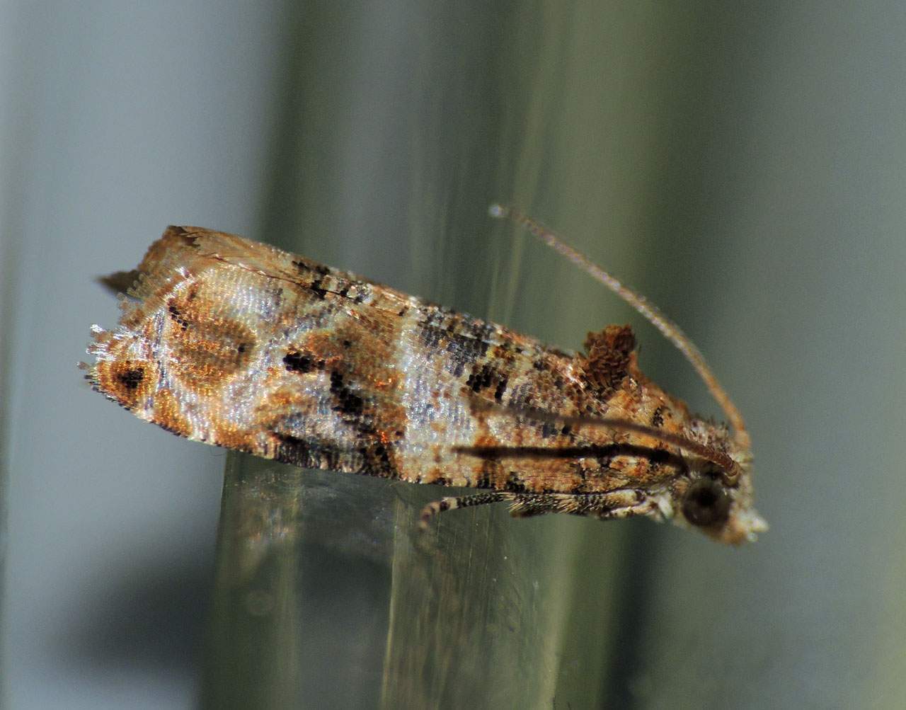 Richiesta ID falena