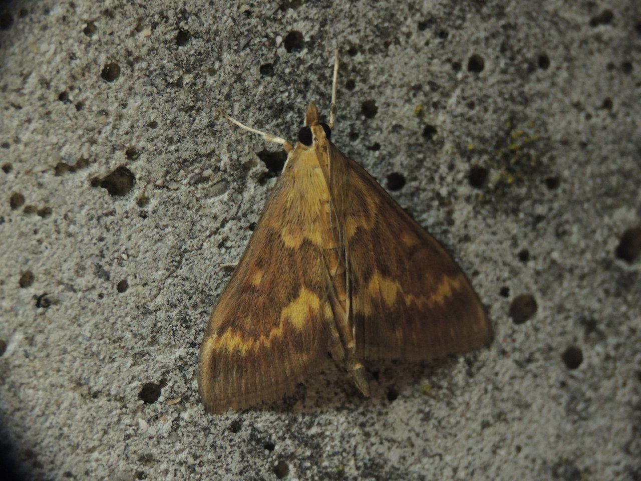 Richiesta ID f - Ostrinia nubilalis