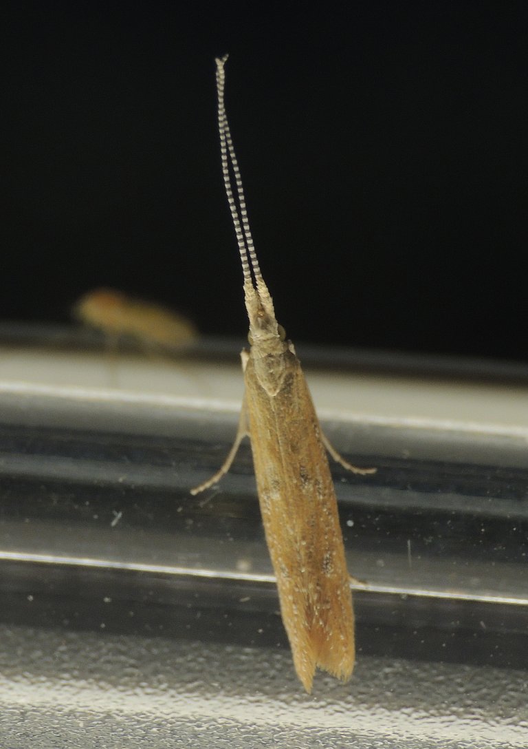 Richiesta ID microlepidottero 3