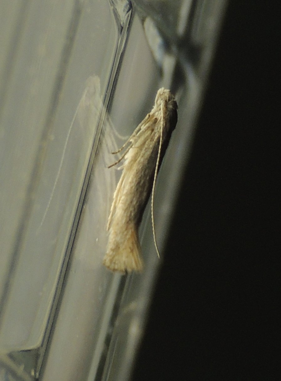 Richiesta ID microlepidottero 2