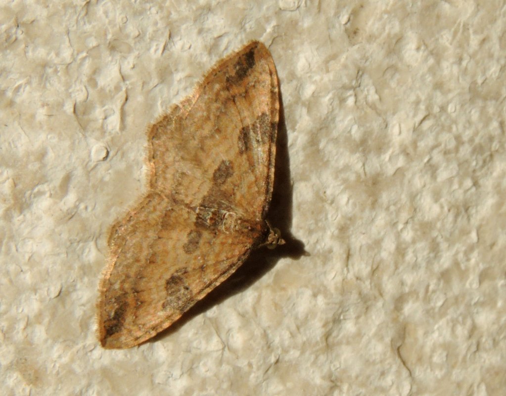 Richiesta ID Geometridae - Nycterosea obstipata