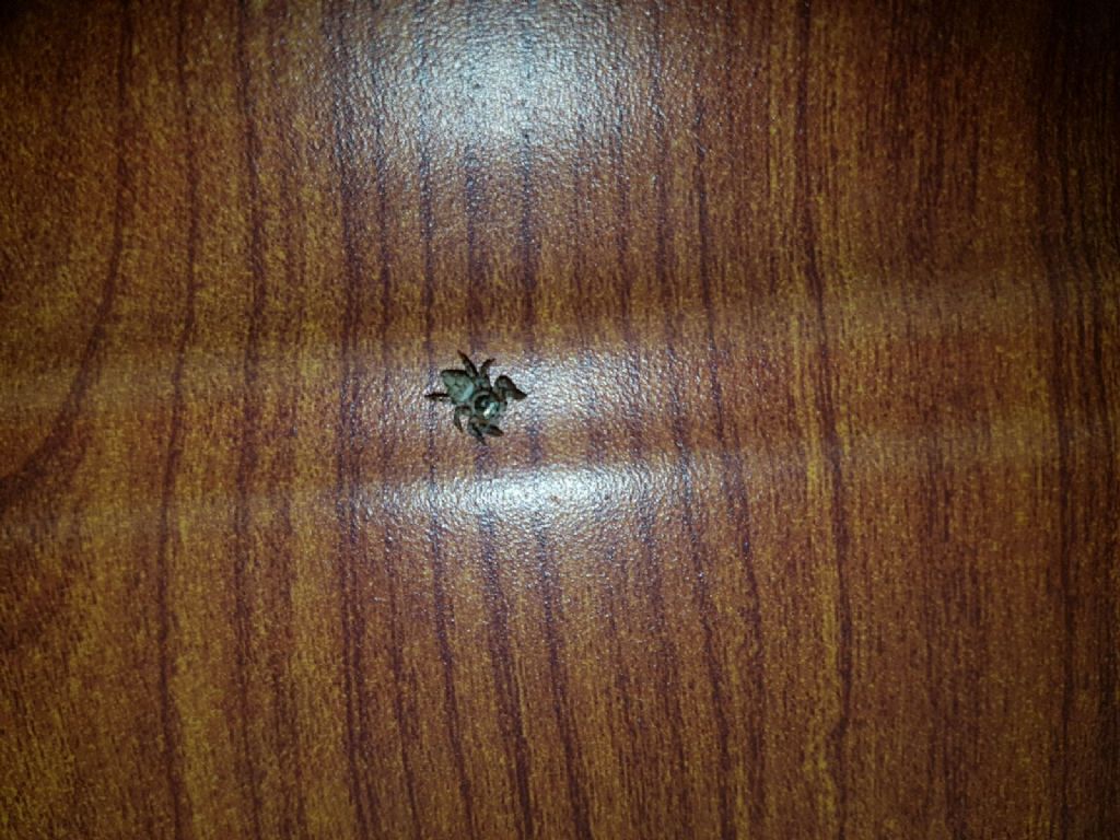Salticidae?  S, cfr.  Evarcha sp., femmina  - Catanzaro