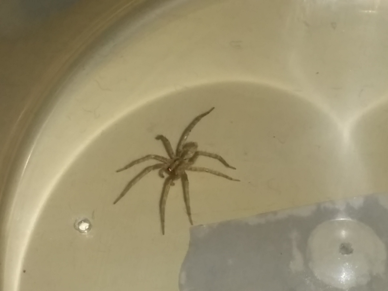 Da identificare: cfr. Tegenaria sp., femmina - Catanzaro