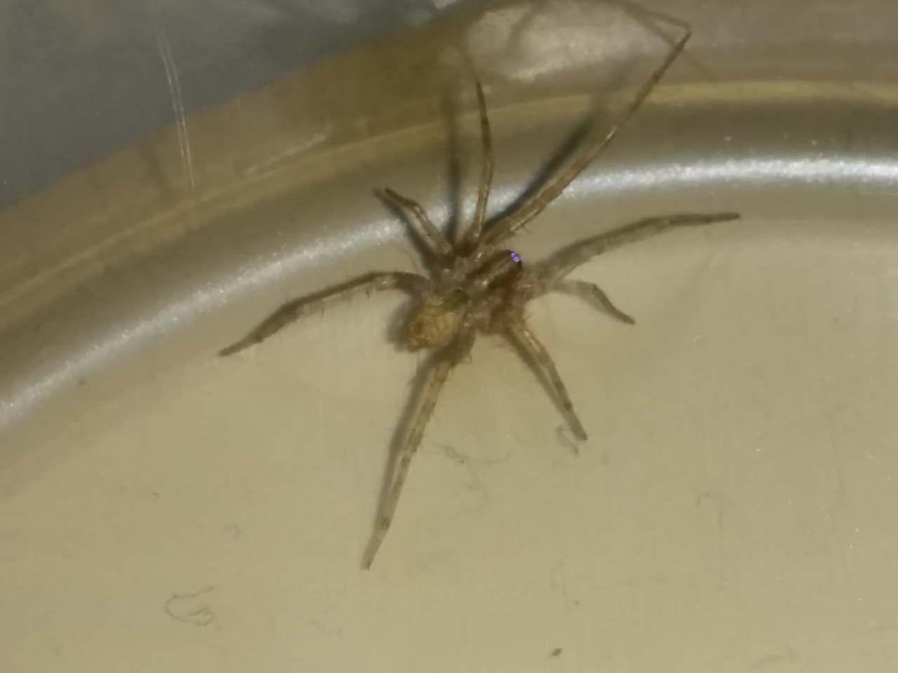Da identificare: cfr. Tegenaria sp., femmina - Catanzaro