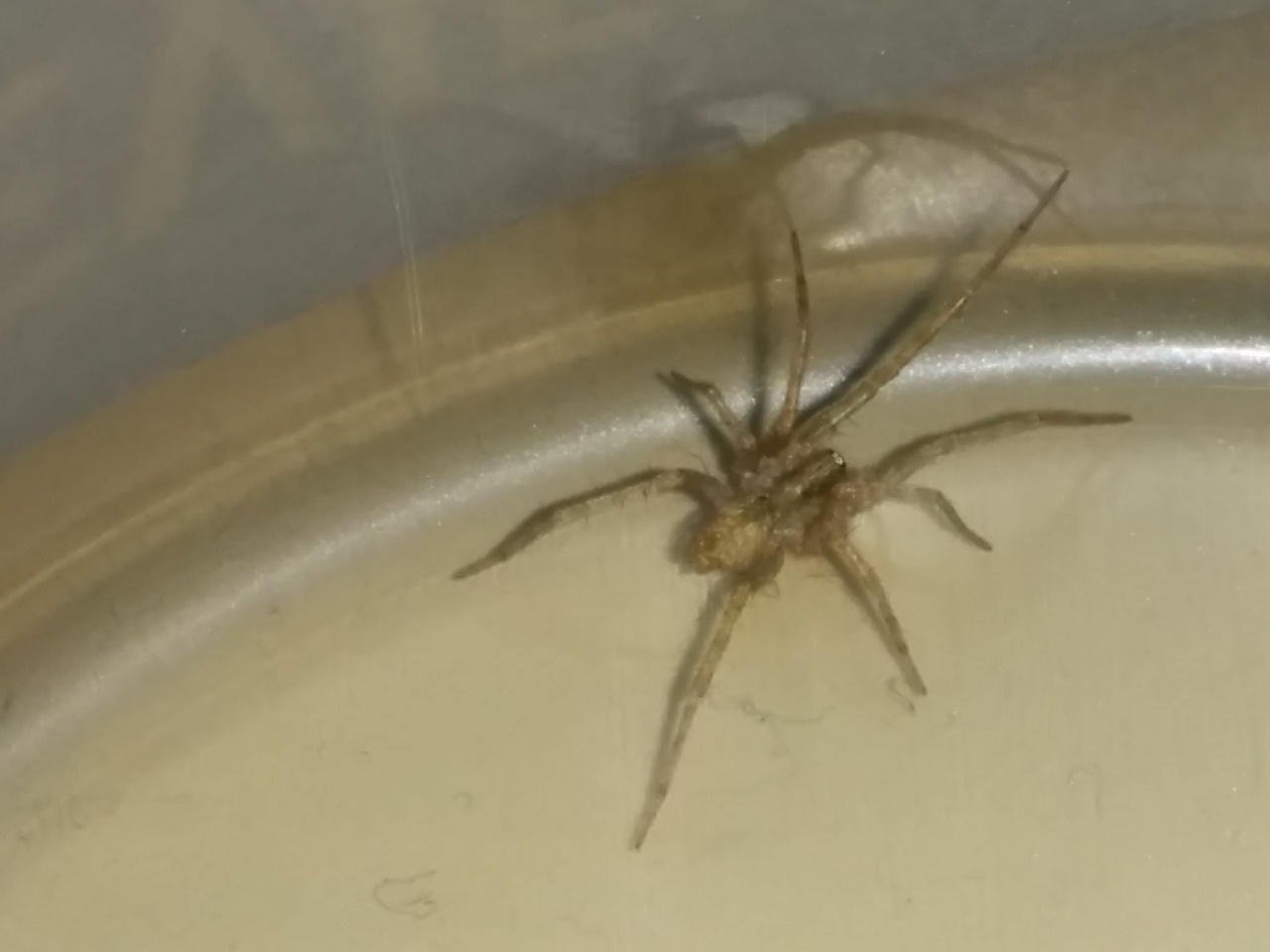 Da identificare: cfr. Tegenaria sp., femmina - Catanzaro