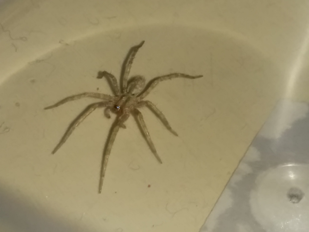 Da identificare: cfr. Tegenaria sp., femmina - Catanzaro