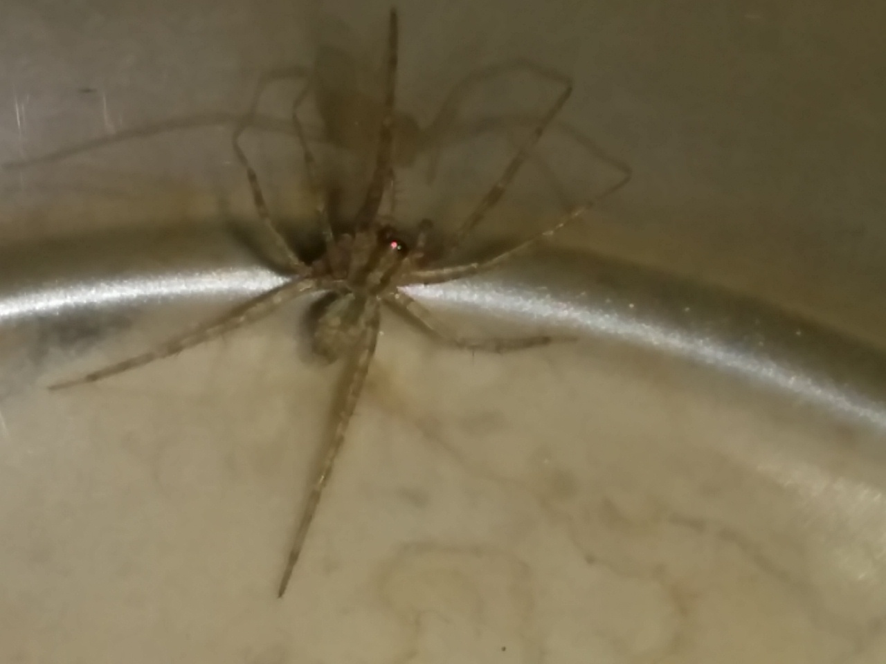 Da identificare: cfr. Tegenaria sp., femmina - Catanzaro