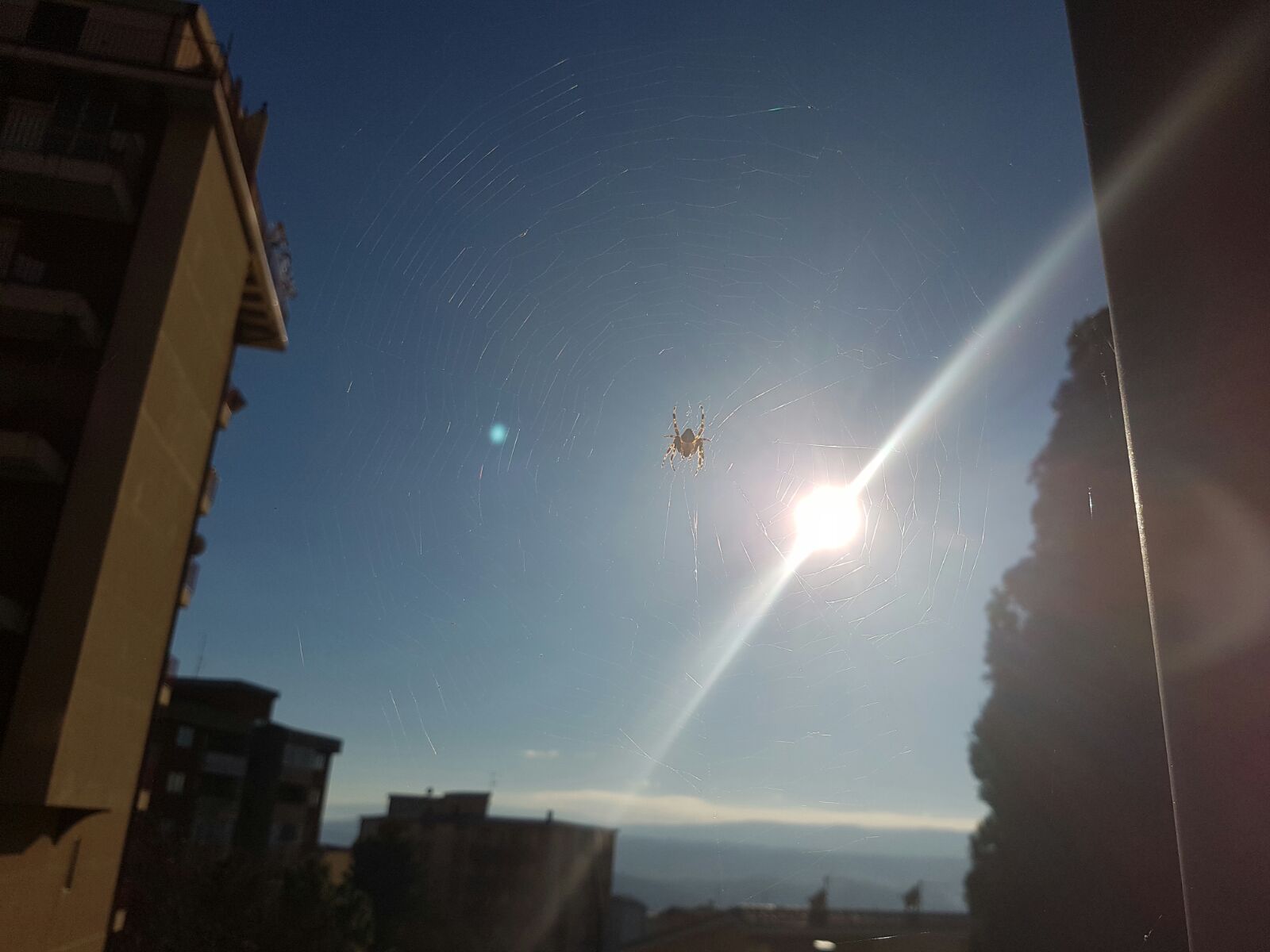 Araneidae: cfr. Araneus diadematus  - Catanzaro