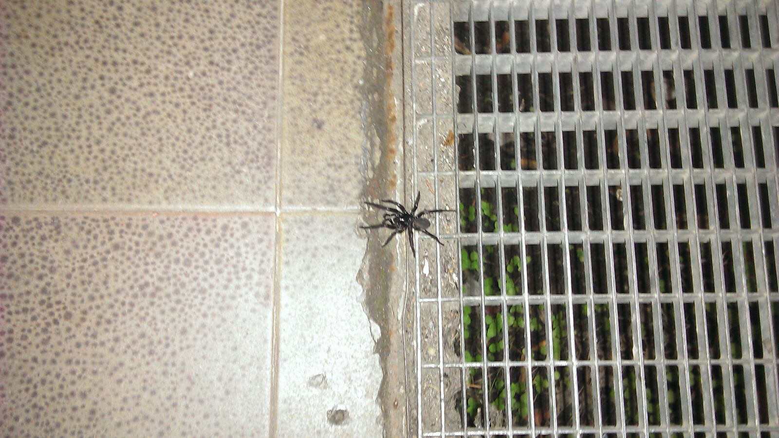 Segestria florentina?  No, Cteniza sp. - Catanzaro