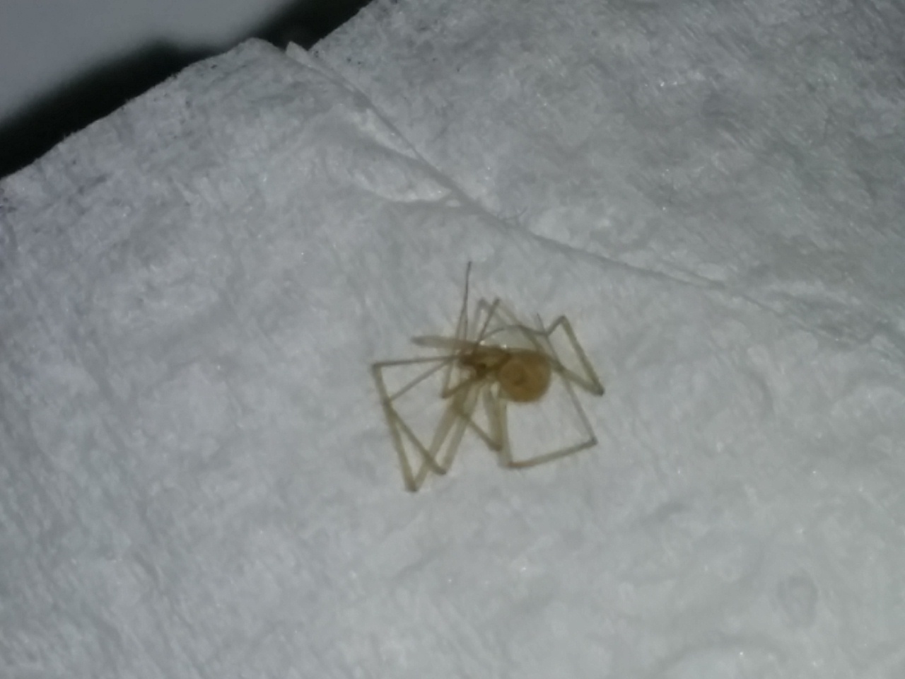 Spermophora senoculata - Catanzaro