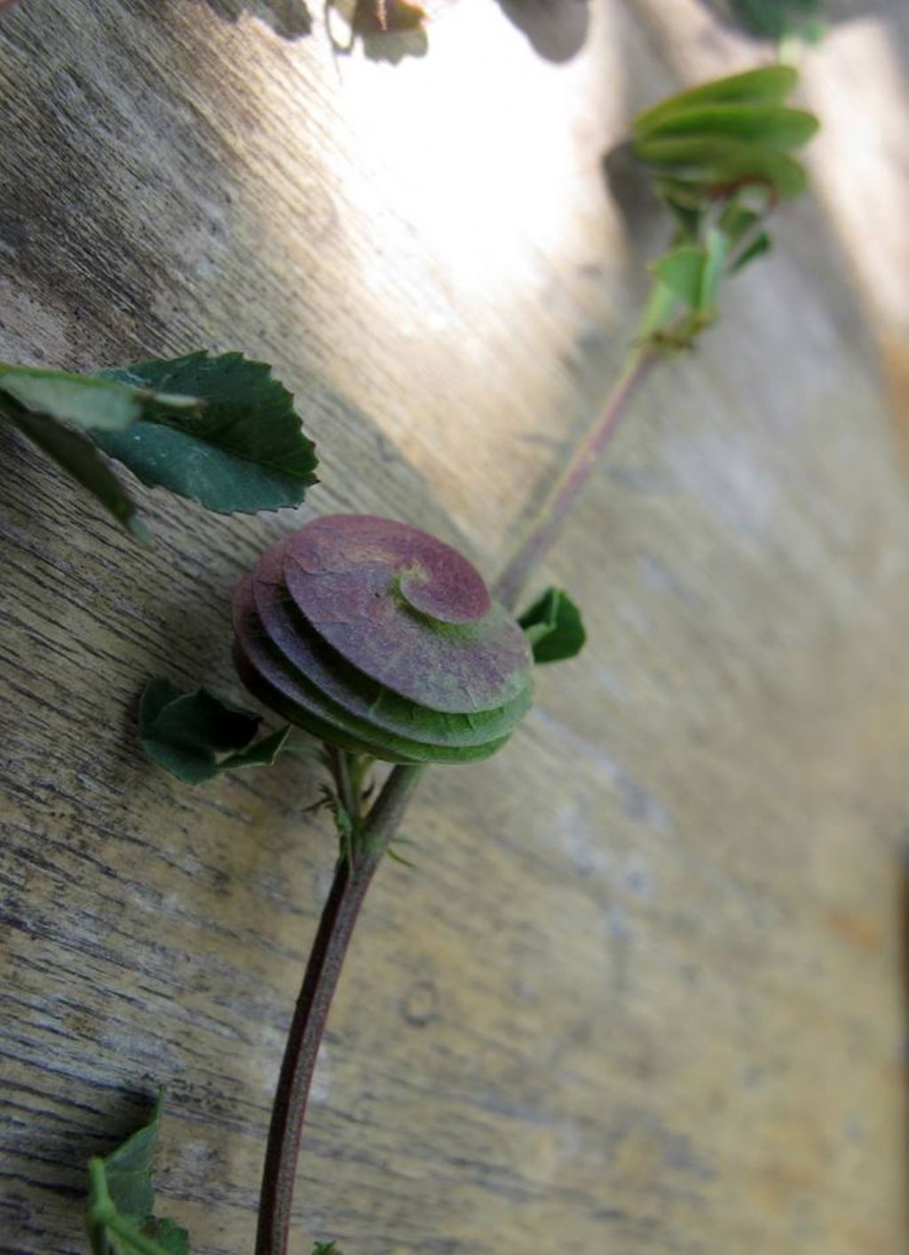 Medicago orbicularis