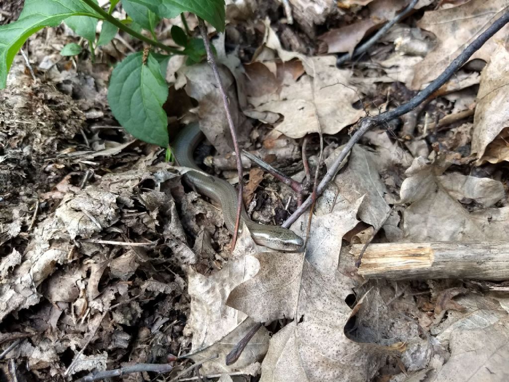 Orbettino (Anguis veronensis)