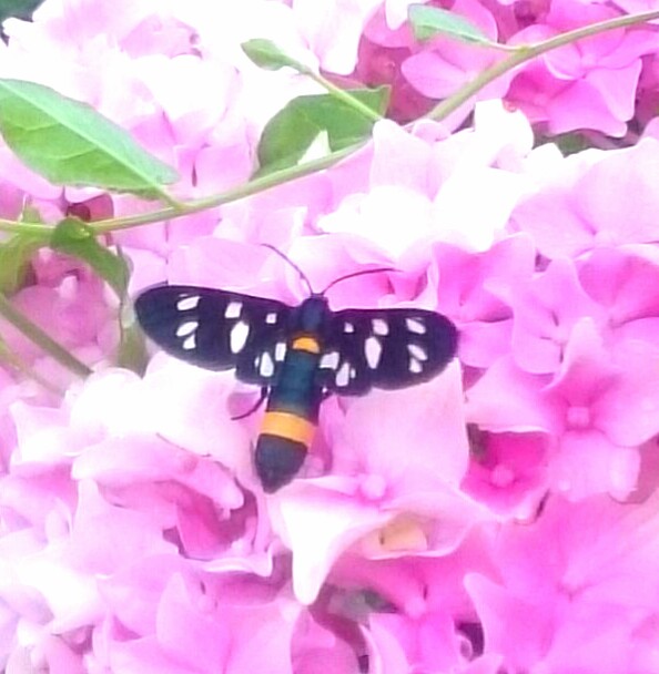 ID farfalla - Amata phegea