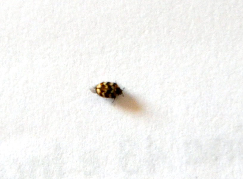 Anthrenus sp.