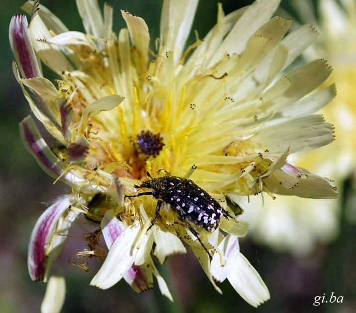 Oxythyrea funesta (Cetoniidae) e  Anthaxia hungarica (Buprestidae)