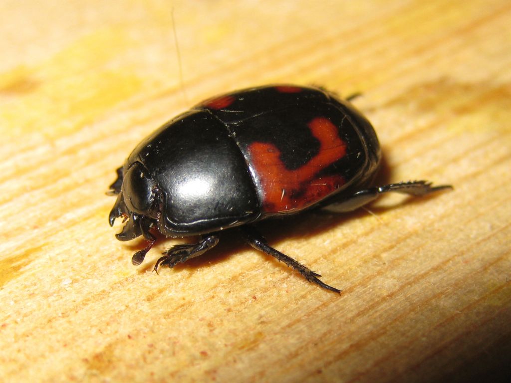 Coleottero aggressivo: Hister quadrimaculatus