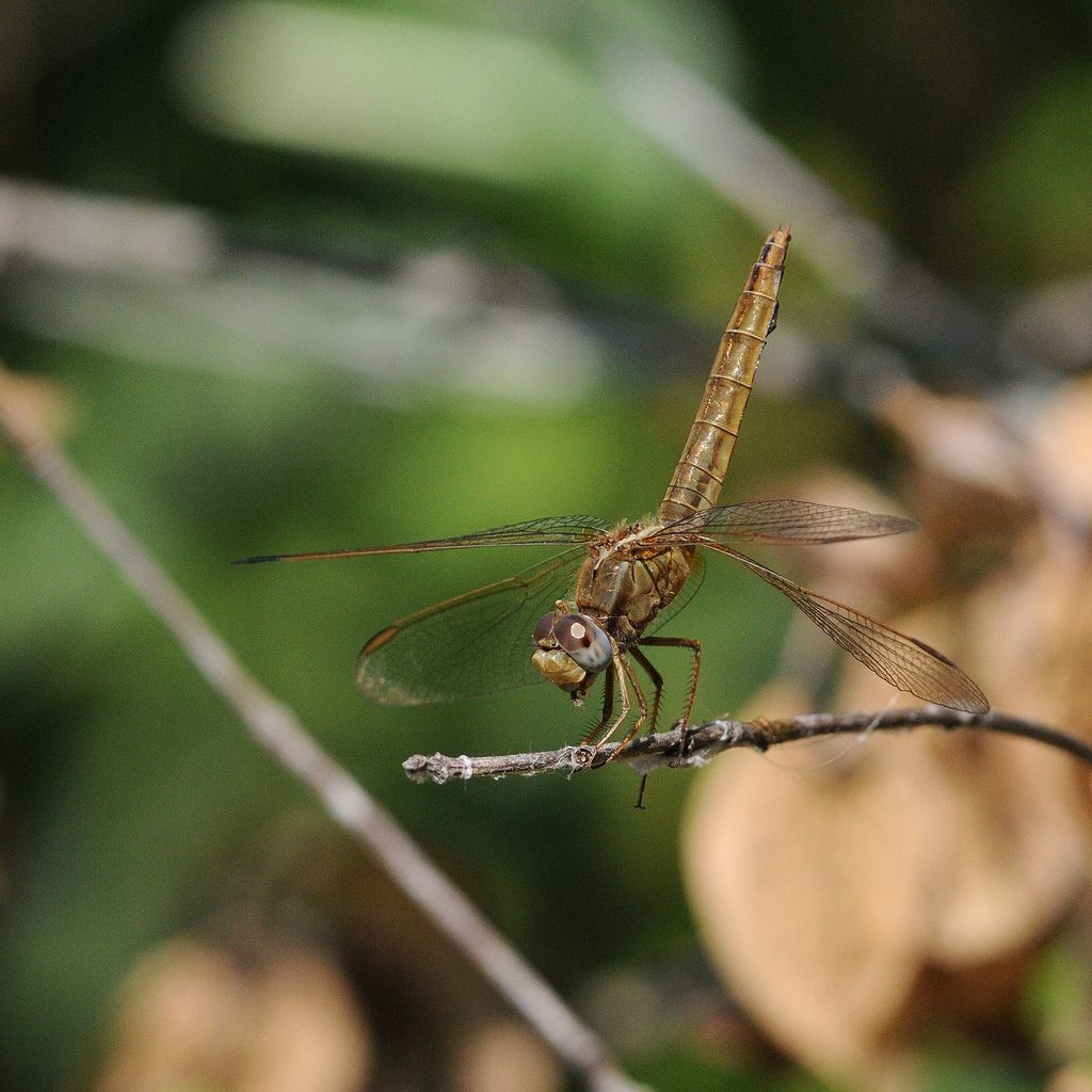Orthetrum? Quale? no, femmina di Crocothemis