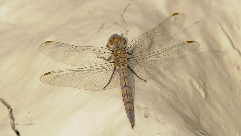 Orthetrum coerulescens F?
