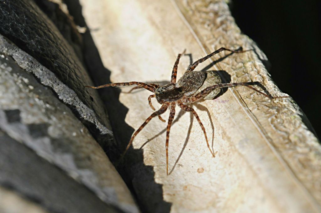 Pardosa - Bagnasco (CN)