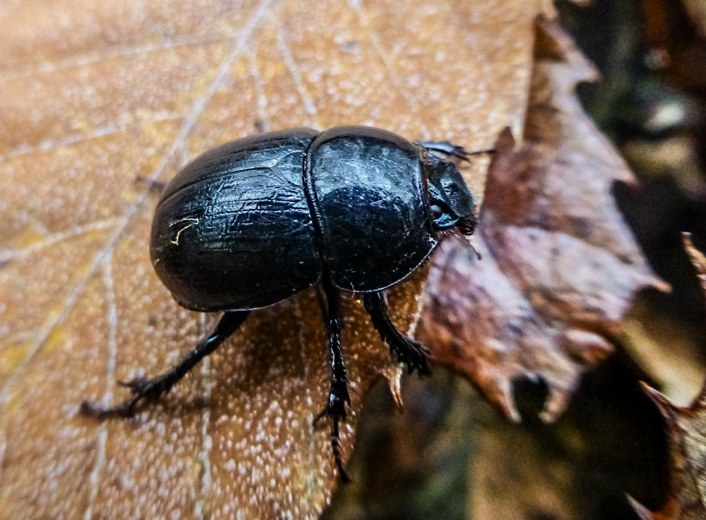 Anoplotrupes stercorosus