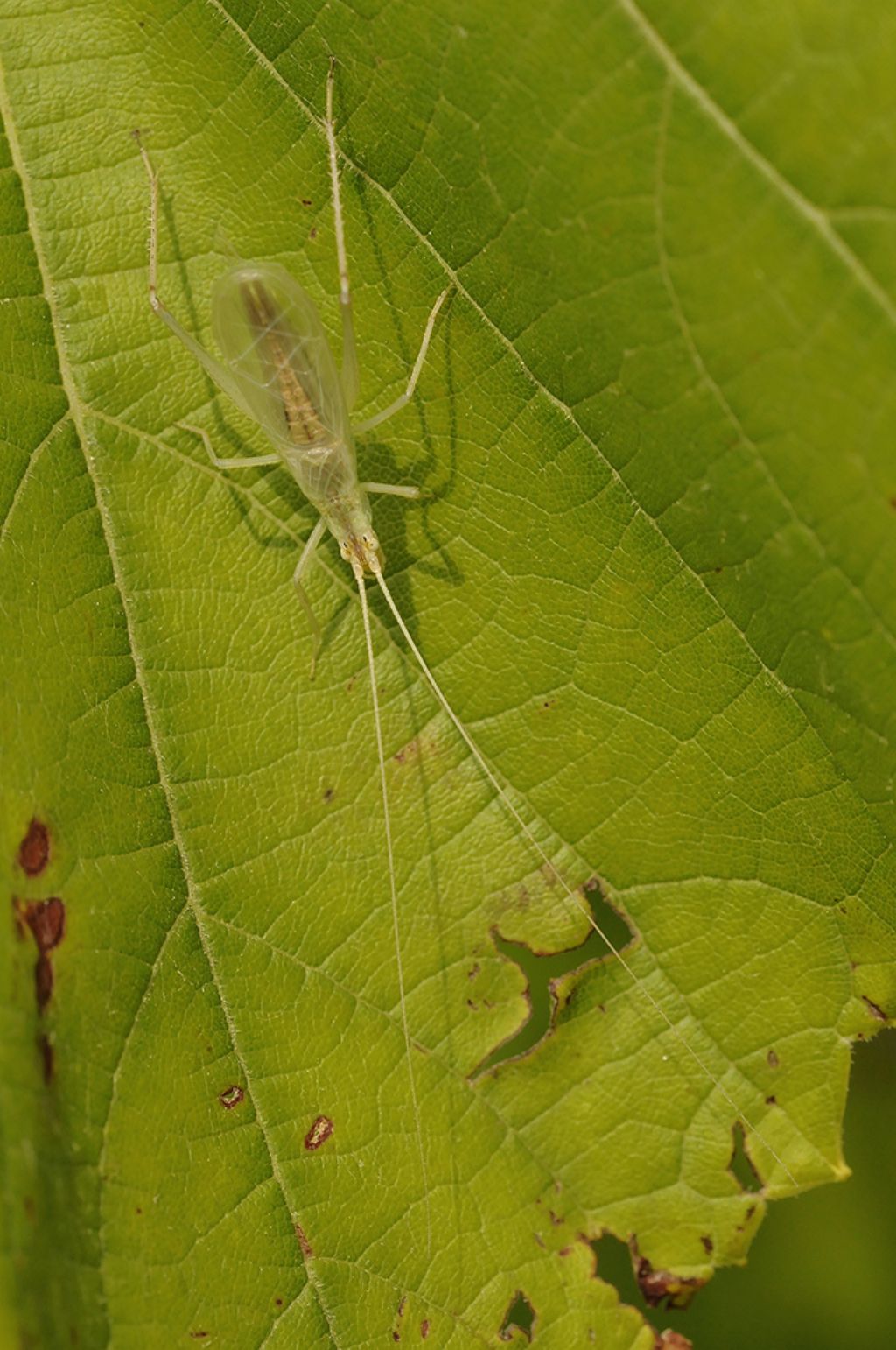 Da identificare