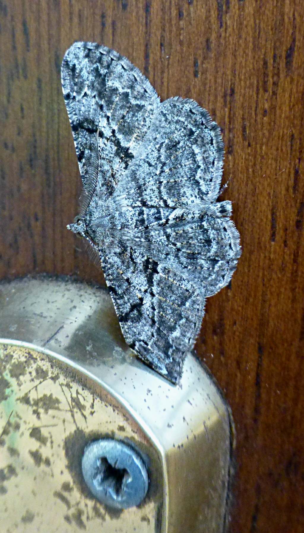 Altro lepidottero da identificare - Peribatodes rhomboidaria