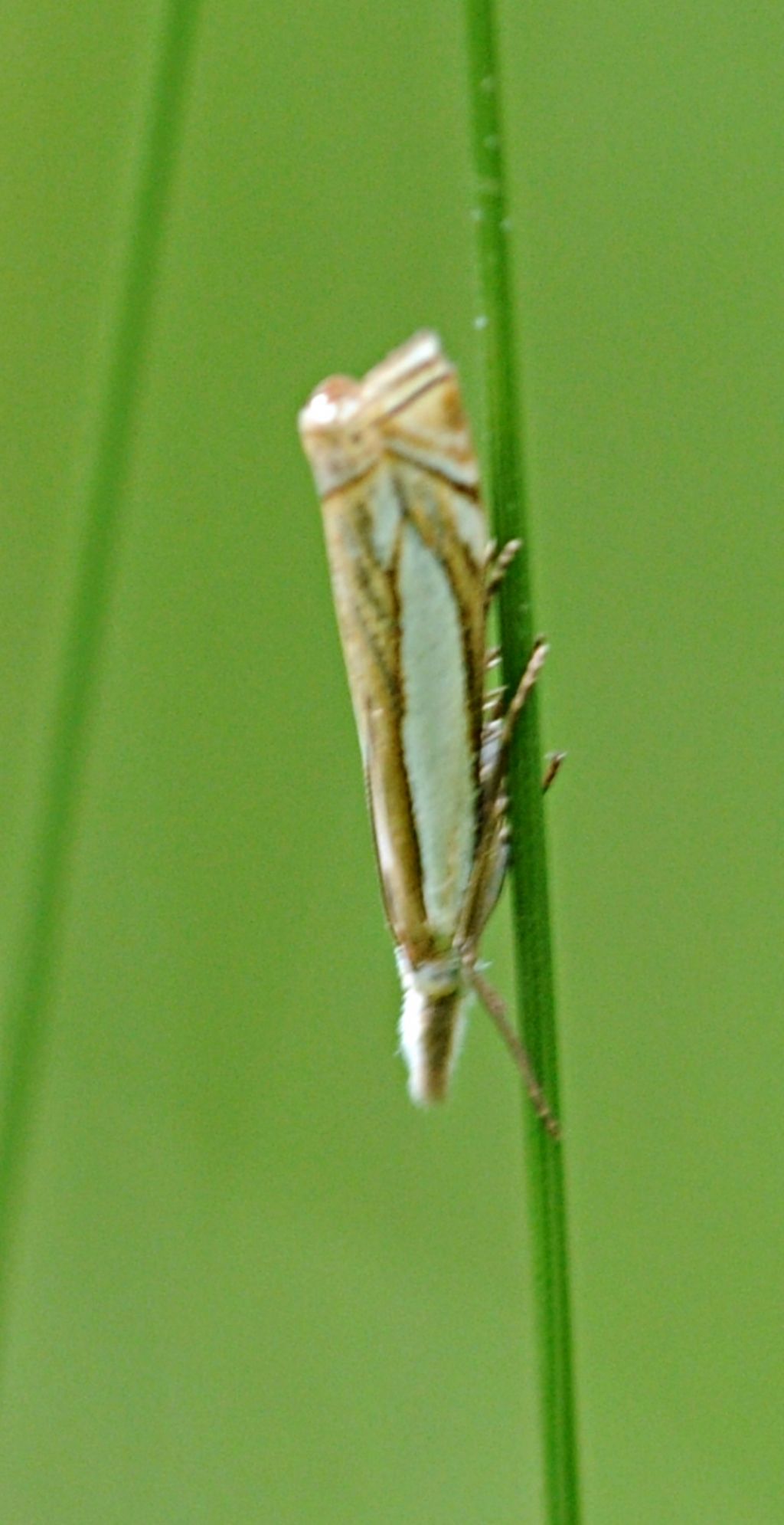 Piccolo Lepidottero da identificare