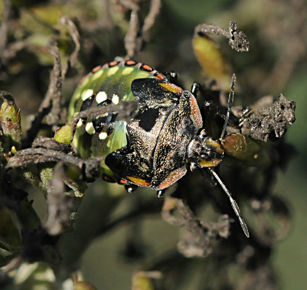 Pentatomidi assortiti da determinare