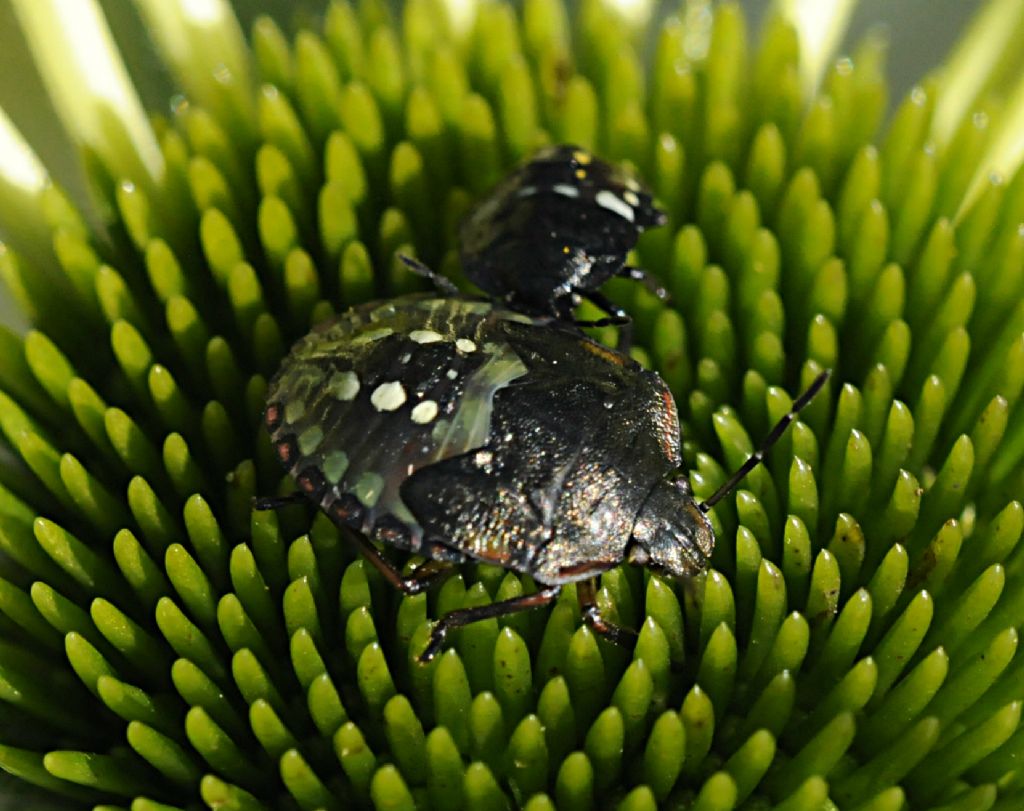 Pentatomidi assortiti da determinare