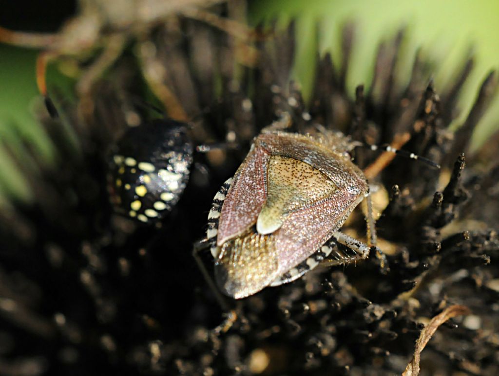 Pentatomidi assortiti da determinare
