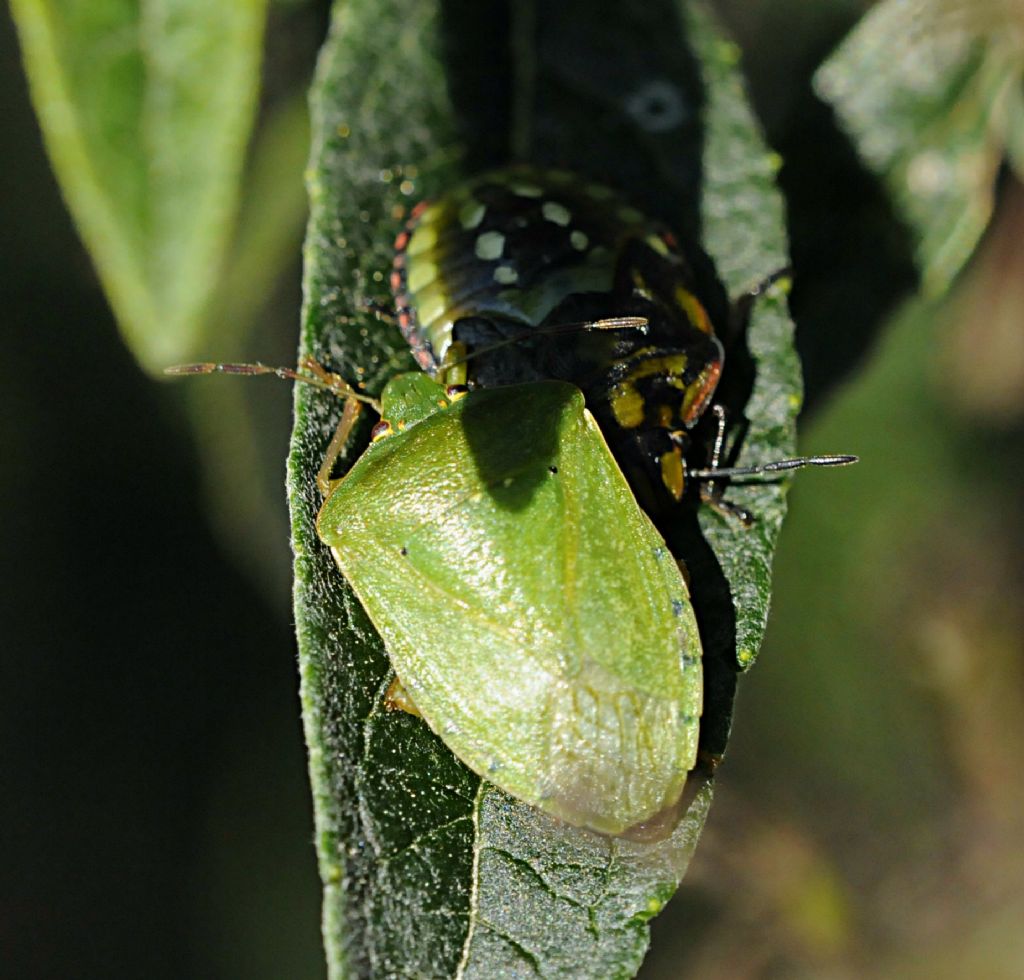 Pentatomidi assortiti da determinare