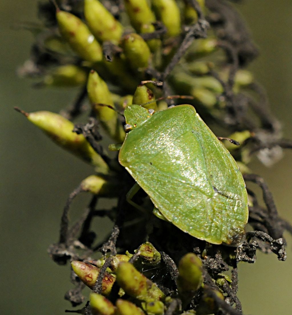Pentatomidi assortiti da determinare