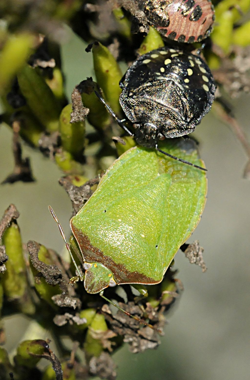 Pentatomidi assortiti da determinare