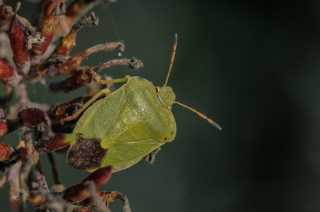 Pentatomidi assortiti da determinare