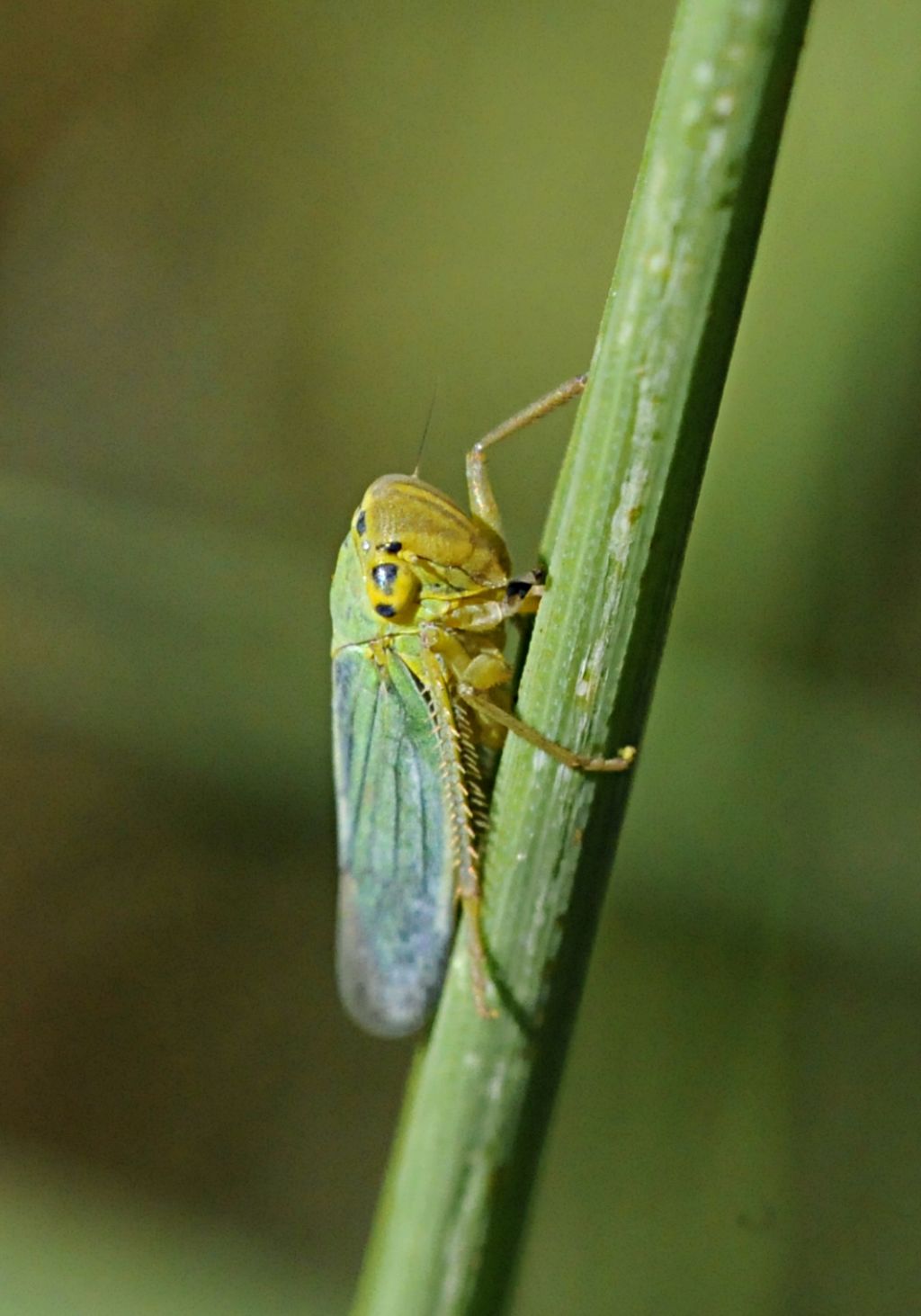 Cicadella viridis la famosa cicalina verde
