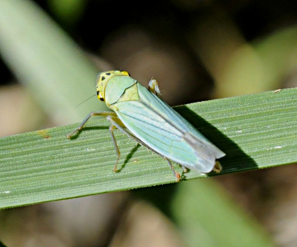 Cicadella viridis la famosa cicalina verde