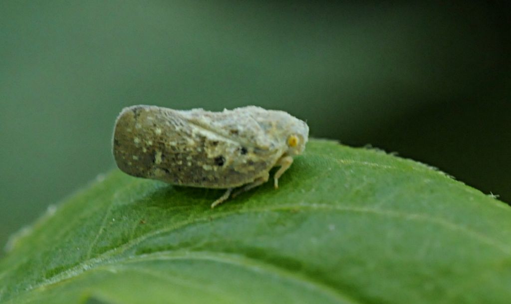 Da identificare: Metcalfa pruinosa