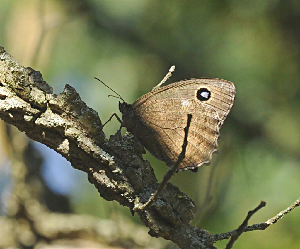 Lepidottero da identificare - Minois dryas