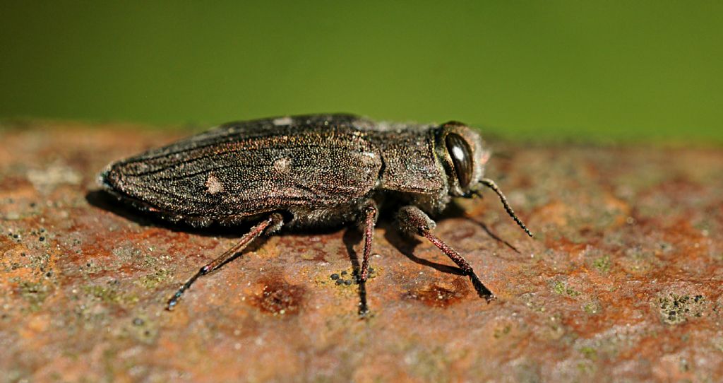 Da determinare: Chrysobothris affinis (Buprestidae)
