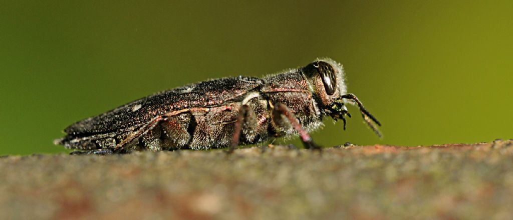 Da determinare: Chrysobothris affinis (Buprestidae)