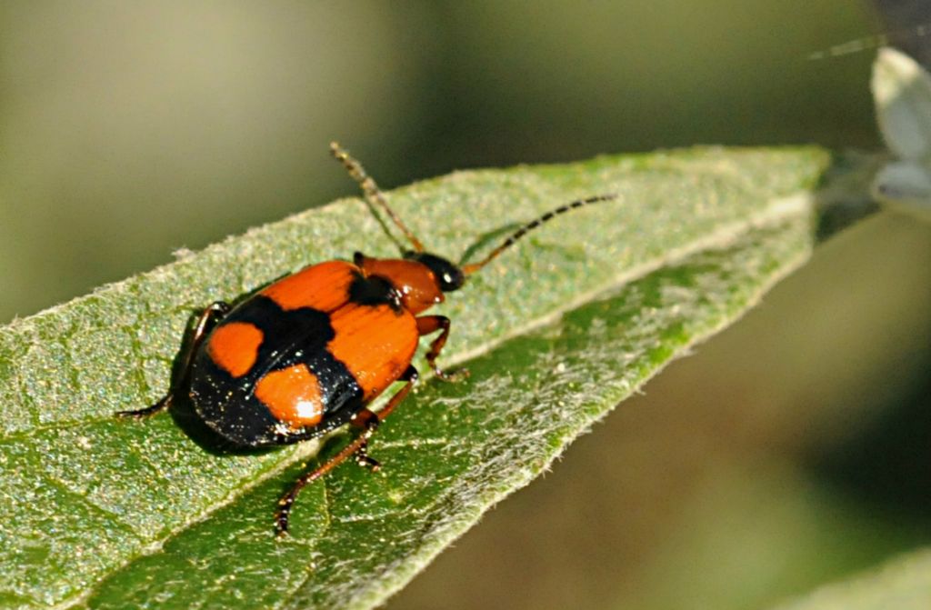 Coleottero da determinare: Lebia cruxminor