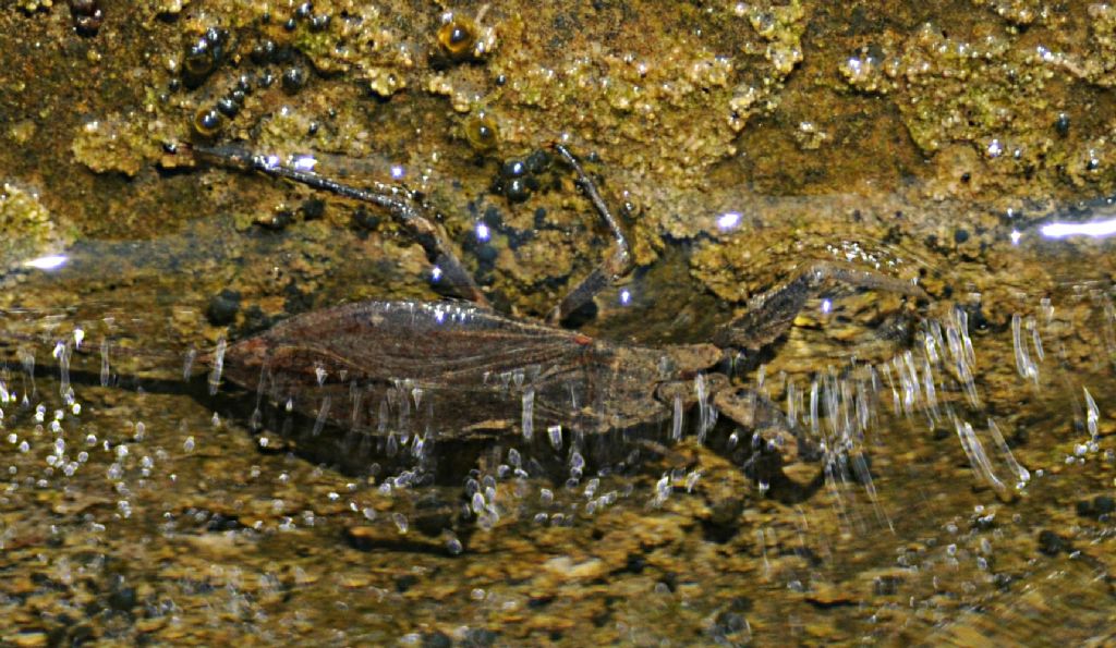 Nepidae? Sì, Nepa cinerea