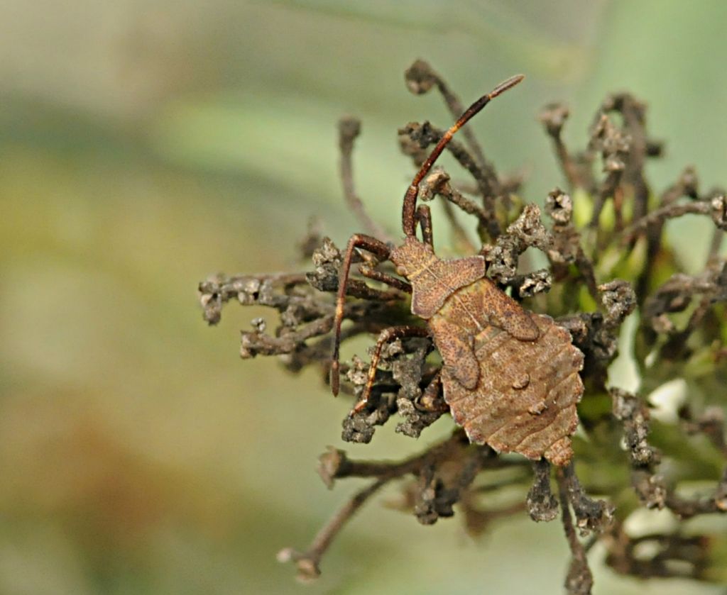 Coreus marginatus