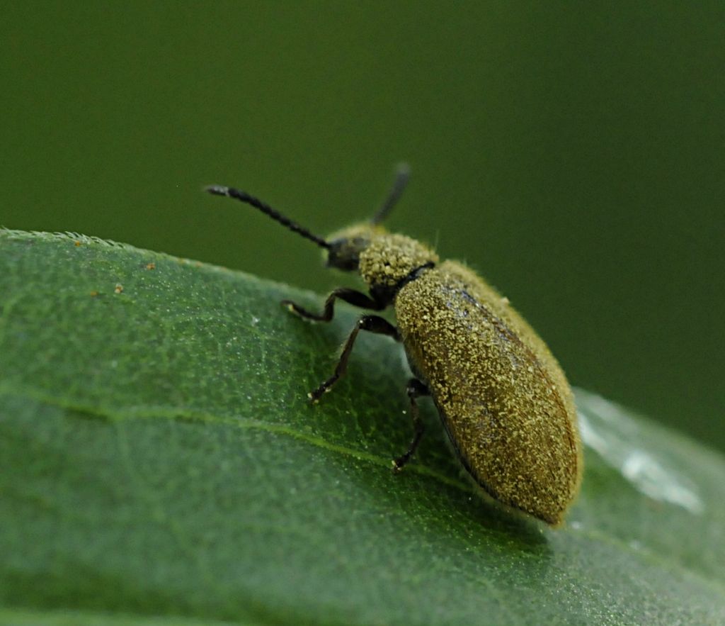 Coleottero da determinare: Lagria hirta